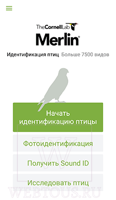 Как распознать птицу по голосу или фото? Бесплатные онлайн определители